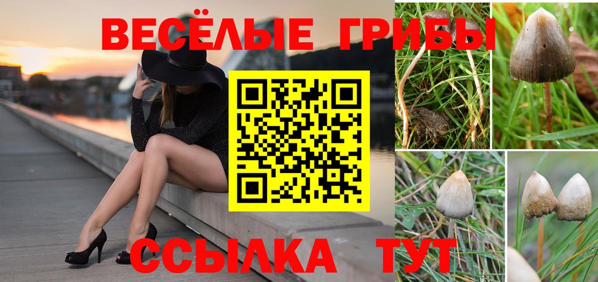 сколько стоит  Вход с VPN  Новый Уренгой  Псилоцибиновые грибы GOLDEN TEACHER 